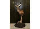 Top quality Taxidermy mount and hides for sale