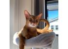 Adorable Abyssinian Cat For Sale: Your Perfect Feline Companion Awaits! ????