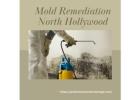 Top-Rated Mold Remediation in North Hollywood