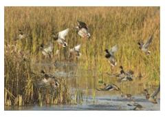 Arkansas Duck Hunting Guides