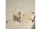 Professional Mold Removal Services in North Hollywood - Say Goodbye to Mold for Good!