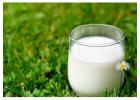 Authentic Aumilk: Premium Gir Cow Milk in Ahmedabad