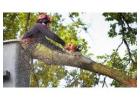 Best Service for Tree Removal in Greenfield