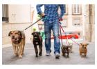 Best Service for Mobile Dog Walker in Waverley