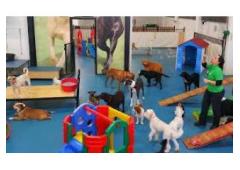 Best Service for Doggy Day Care in Queens Park