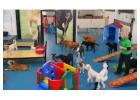 Best Service for Doggy Day Care in Queens Park
