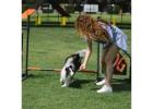 Best Dog Behaviour Training in North Manly