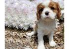 Cavalier King Charles Spaniel Puppies for Sale Melbourne,