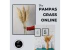 Buy Pampas Grass Online @Upto 15% in India Whispering Homes