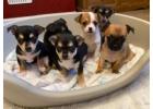 Adorable Chihuahua for Sale Near Me: Visit Us Today