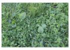Identifying Common Weeds in NJ with Switchback Landscaping